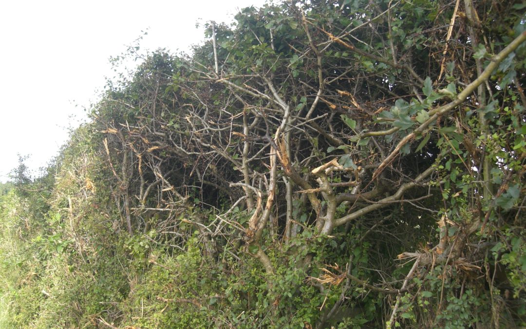 Après les arbres, ce sont les haies !