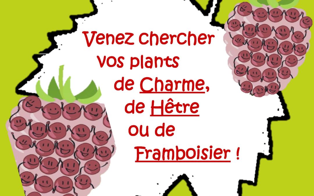 Distribution gratuite d’arbutes pour la journée de l’arbre